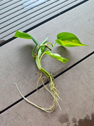 Esqueje de Philodendron Brasil