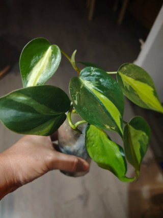 Esqueje de Philodendron Brasil