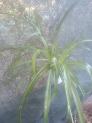 Planta natural