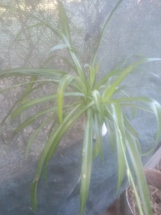 Planta natural
