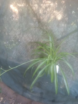 Planta natural