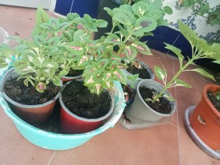 Planta natural de Coleo