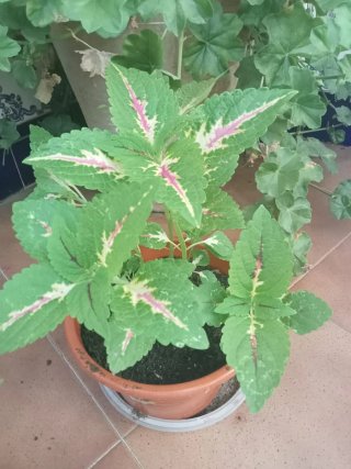 Planta natural de Coleo