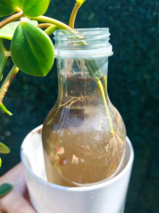 Esquejes enraizados Peperomia Hope.