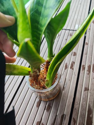 Esquejes de Sansevieria enraizados