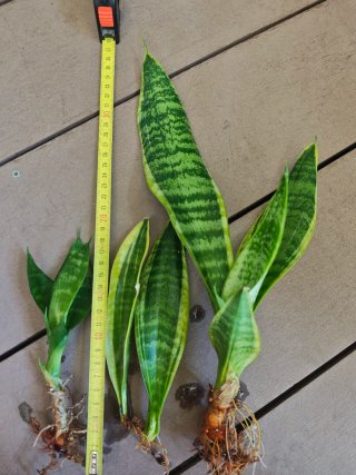 Esquejes de Sansevieria enraizados