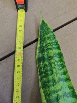 Esquejes de Sansevieria enraizados