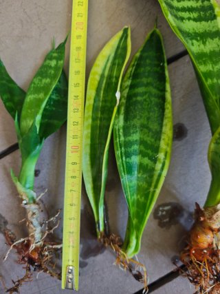 Esquejes de Sansevieria enraizados