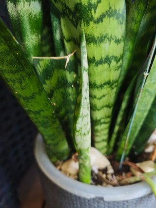 Esquejes de Sansevieria enraizados