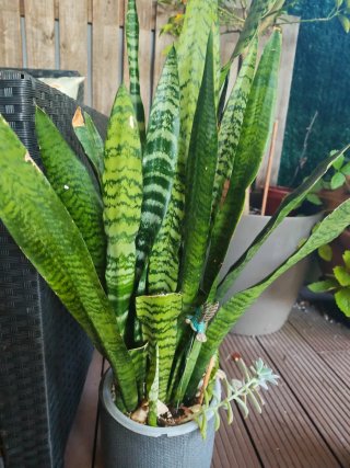 Esquejes de Sansevieria enraizados