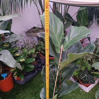 1MT Ficus lyrata pyramidal