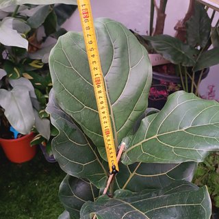 1MT Ficus lyrata pyramidal