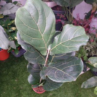 1MT Ficus lyrata pyramidal