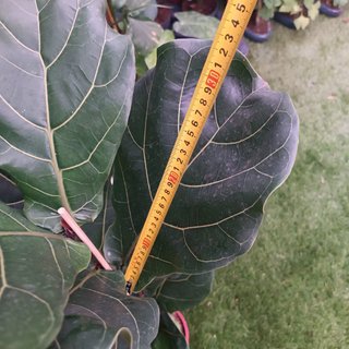 1MT Ficus lyrata pyramidal