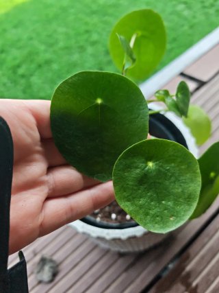 Peperomia planta