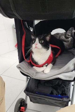 Cuidadora de gatos a domicilio - Speak English!
