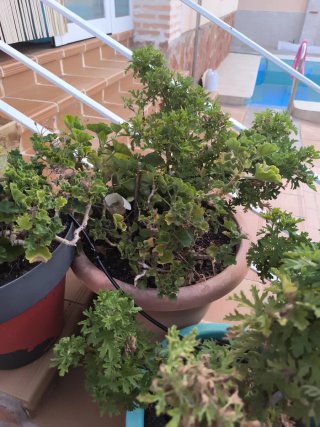 Planta geranio, mas maceta grande