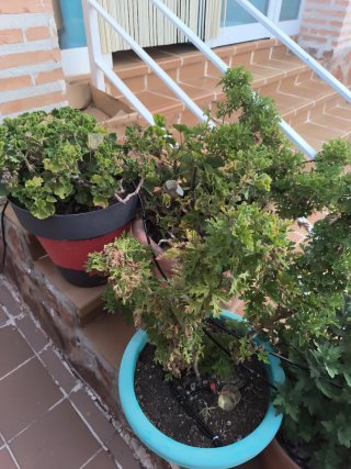 Planta geranio, mas maceta grande