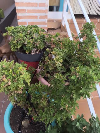 Planta geranio, mas maceta grande