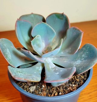 Planta.Echeveria "Perle von Nürnberg".