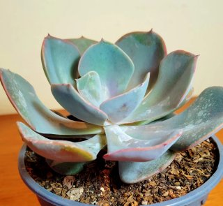 Planta.Echeveria "Perle von Nürnberg".