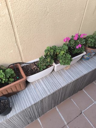 Maceta jardinera con plantas de geranios