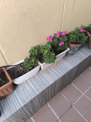 Maceta jardinera con plantas de geranios
