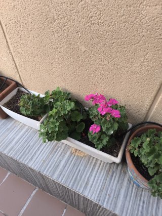 Maceta jardinera con plantas de geranios