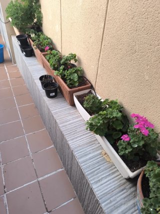 Maceta jardinera con plantas de geranios