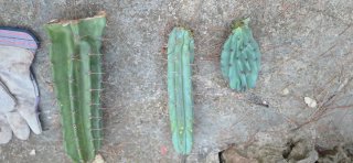 3 Cactus Verdes
