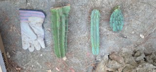 3 Cactus Verdes