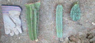 3 Cactus Verdes