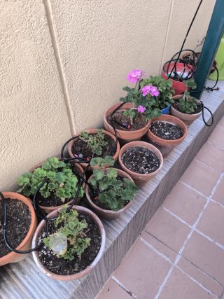 Lote macetas con plantas de geranios