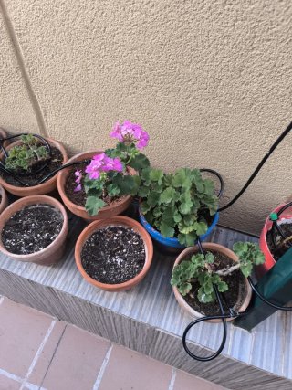 Lote macetas con plantas de geranios