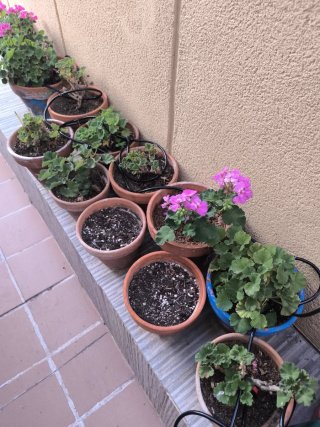 Lote macetas con plantas de geranios