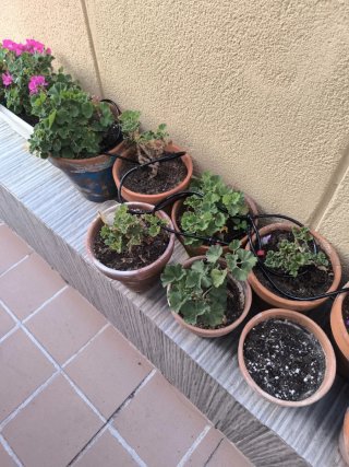 Lote macetas con plantas de geranios
