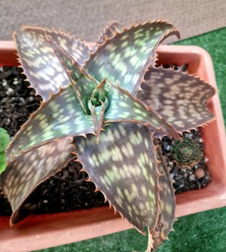 Planta Aloe Vera Pita