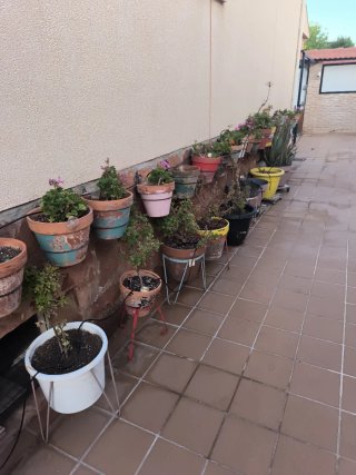 Lote plantas geranios