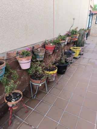 Lote plantas geranios