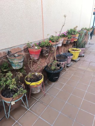 Lote plantas geranios