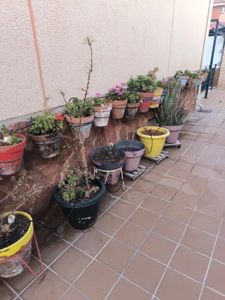 Lote plantas geranios
