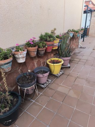 Lote plantas geranios