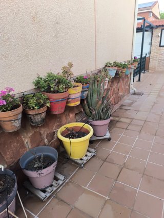 Lote plantas geranios