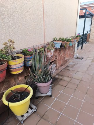 Lote plantas geranios
