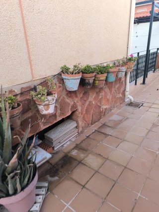 Lote plantas geranios