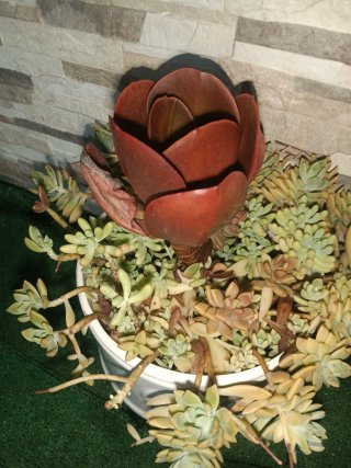 Echeveria Cornish Sun