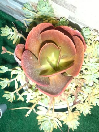 Echeveria Cornish Sun
