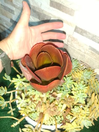 Echeveria Cornish Sun