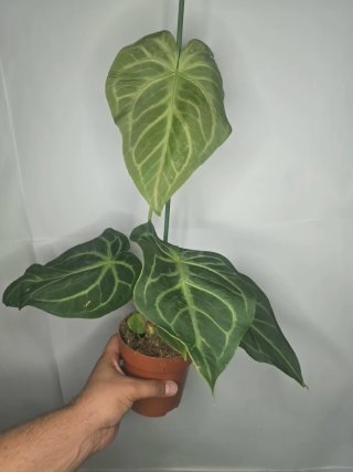 Anthurium "Magnificum" XXL