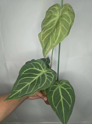 Anthurium "Magnificum" XXL